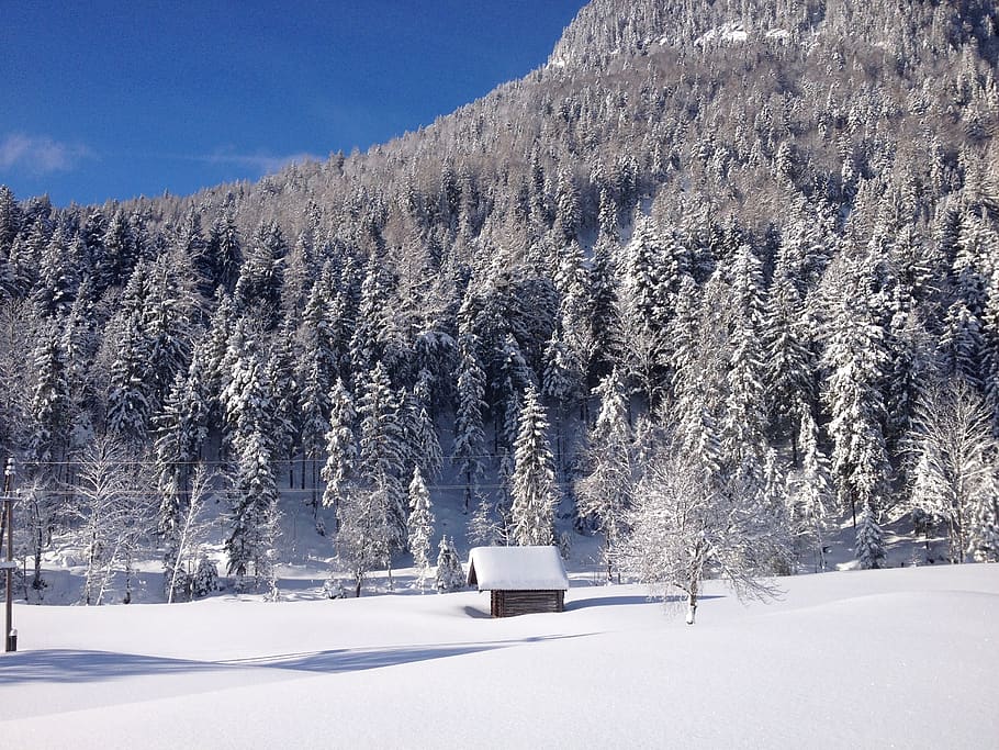 winter, hut, snow, cold temperature, tree, beauty in nature HD wallpaper