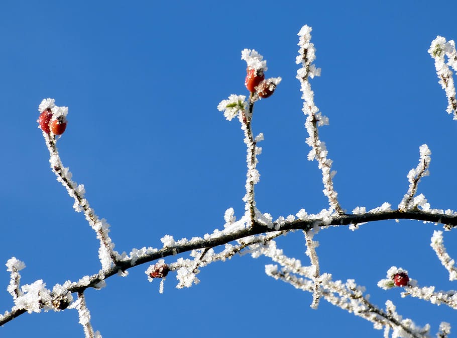 berries, red, winter, gel, frost, sky, nature, plant, colors HD wallpaper