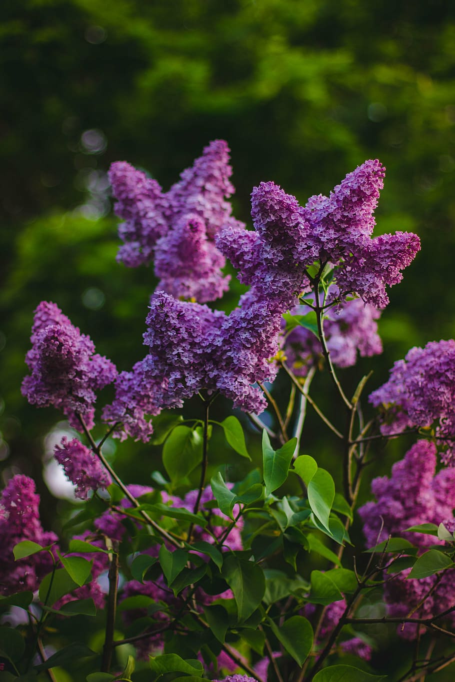blooming, branch, bright, flora, flower, flowers, growth, leaves HD wallpaper