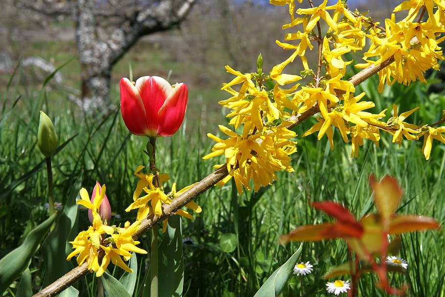 Spring, Flowers, Colors, red, nature, plant, yellow, petal HD wallpaper