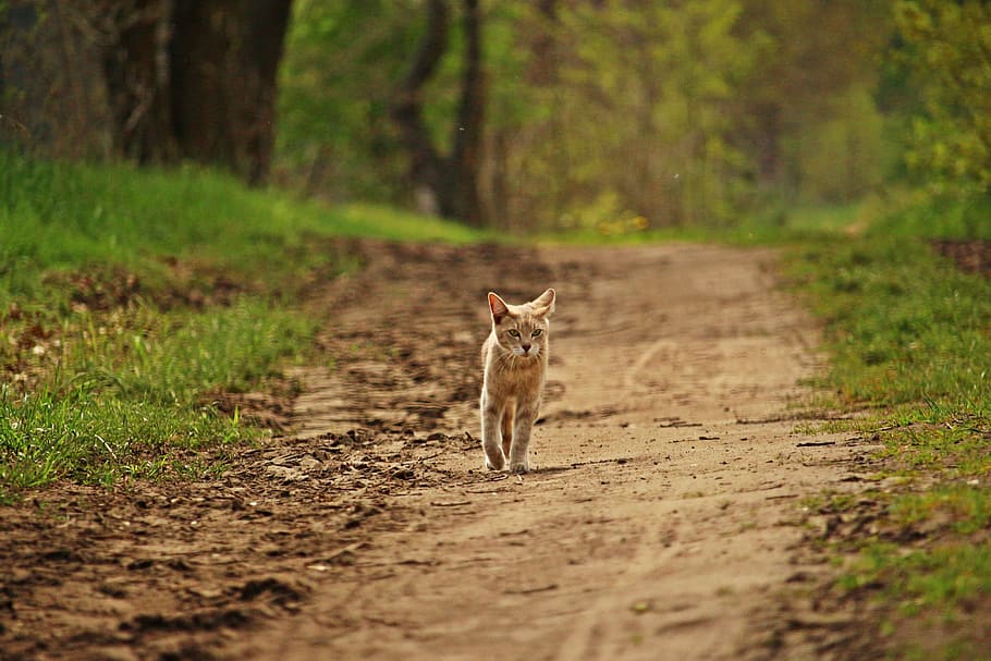 Mackerel, Tiger Cat, Forest, Path, forest path, walk, mieze HD wallpaper