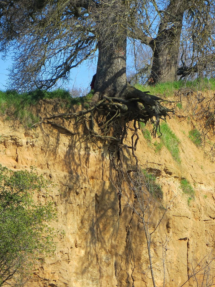 tree, roots, erosion, cliff, bluff, exposure, plant, tree trunk HD wallpaper