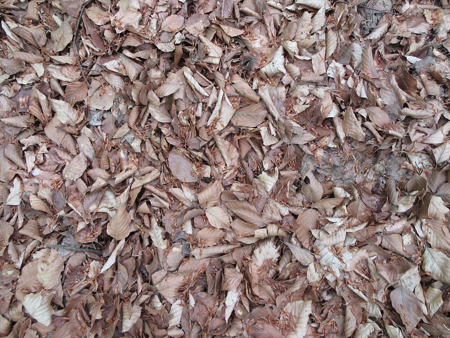 leaves, brown, nature, pattern, full frame, backgrounds, abundance HD wallpaper