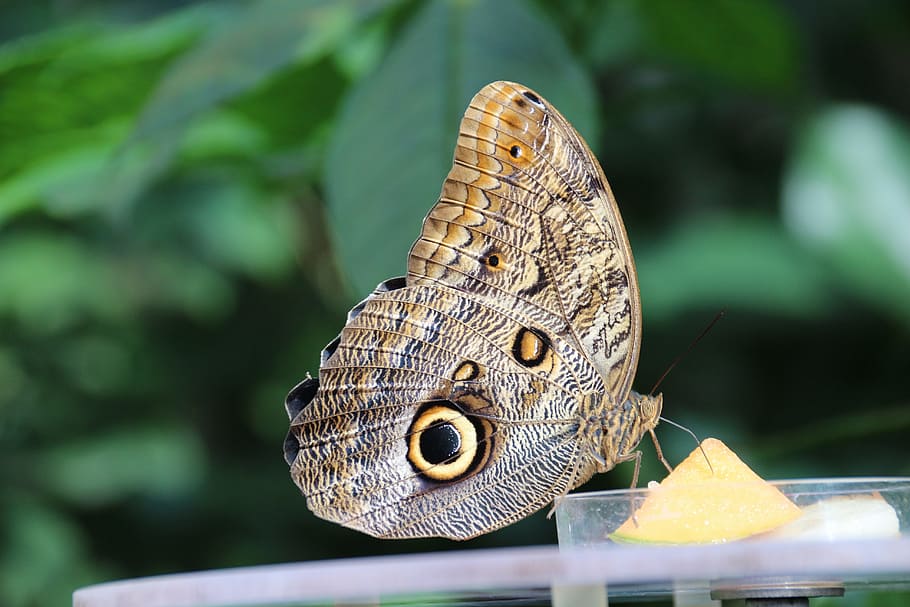 Butterfly, Insect, morphosfalter, nature, butterfly - Insect HD wallpaper
