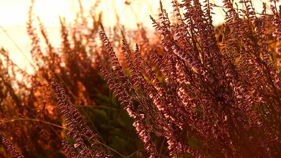 Heather, Ericaceae, growth, nature, plant, outdoors, no people HD wallpaper