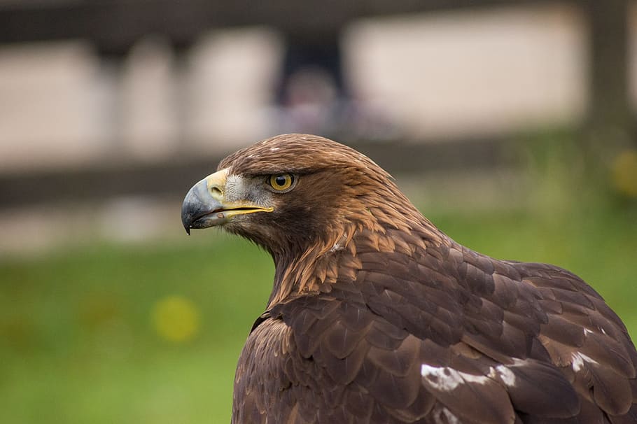 Eagle, Ave, Animal, Bird, Peak, Feathers, nature, head, animals HD wallpaper