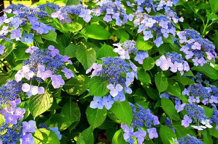 hydrangea, may, japan, green, natural, rainy season, purple HD wallpaper