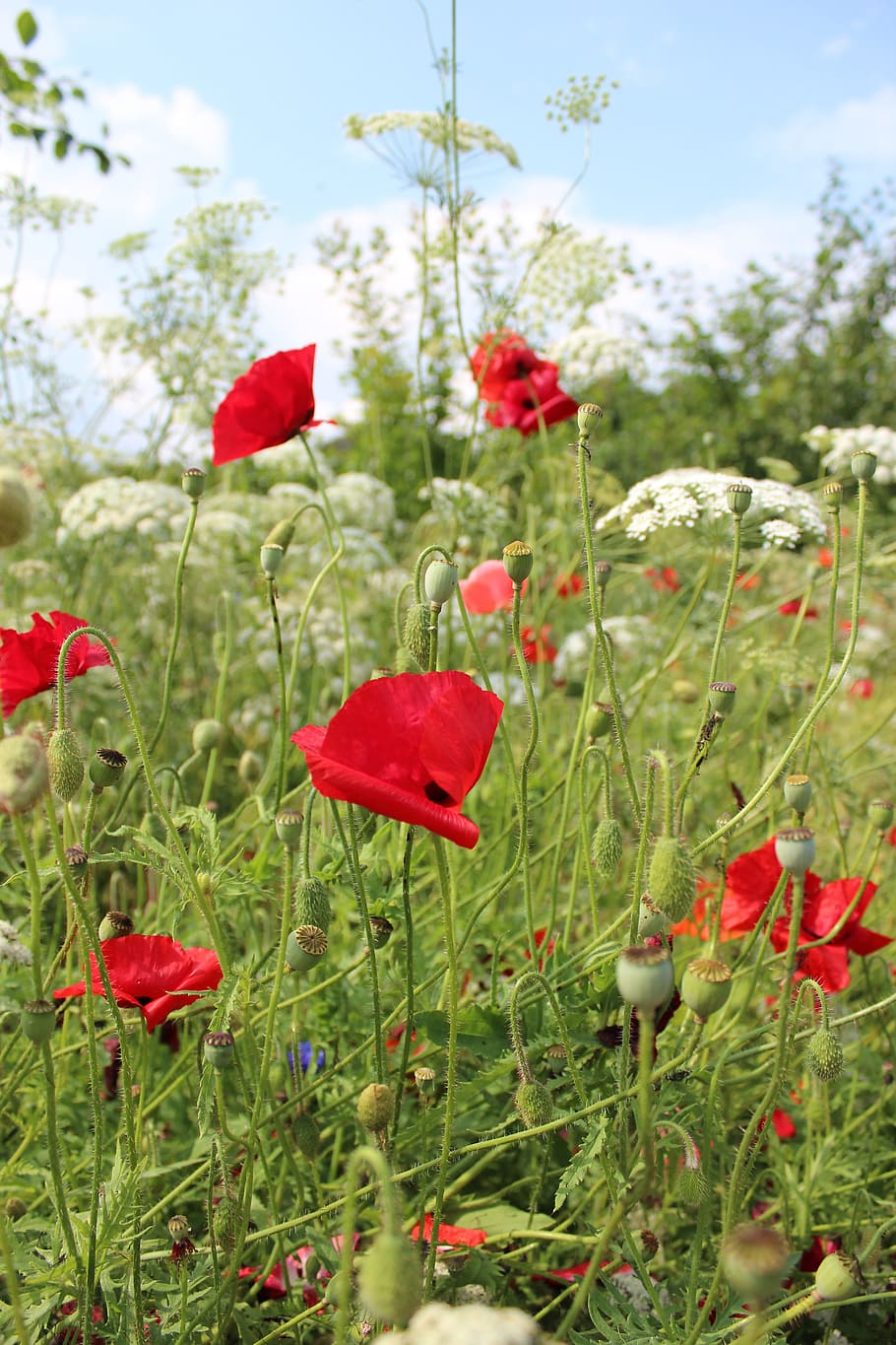 Spring, Grass, Maki, Field, spring grass, sky, landscape, red HD wallpaper