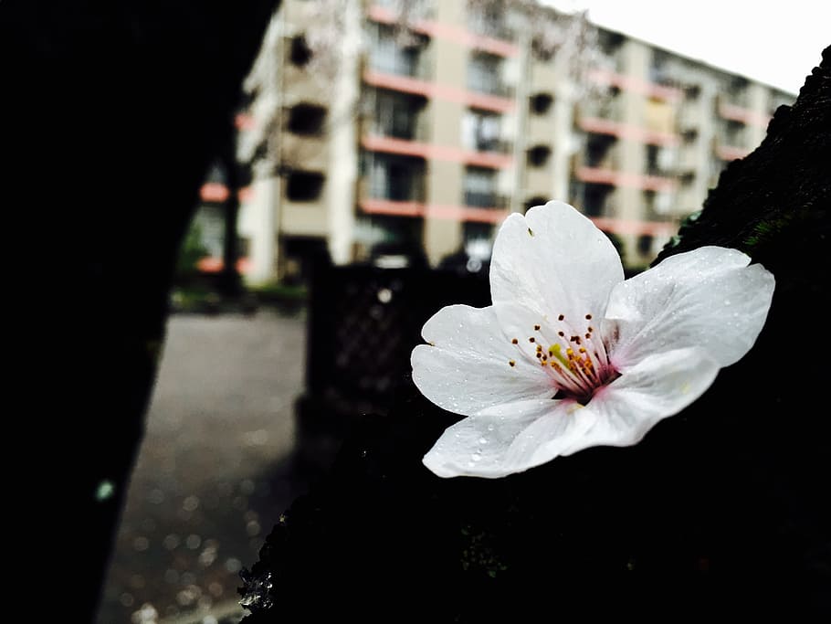cherry blossom, white, spring, flower, flowering plant, fragility HD wallpaper