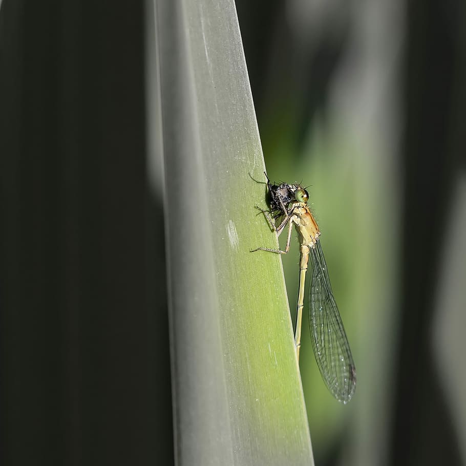 insect, dragonfly, spring, nature, invertebrate, animal themes HD wallpaper