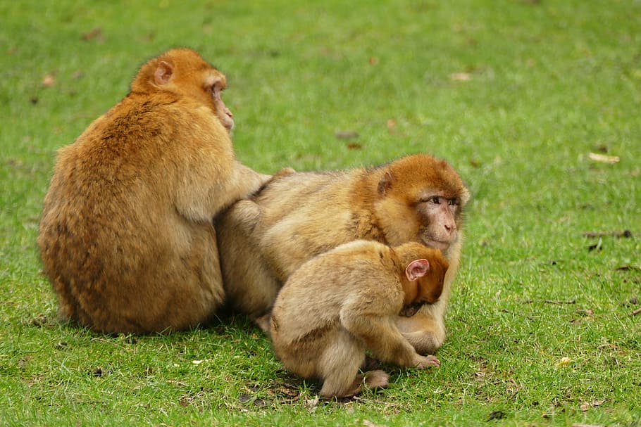 ape, monkey, animal, cute, mammal, wildlife, primate, zoo, nature HD wallpaper