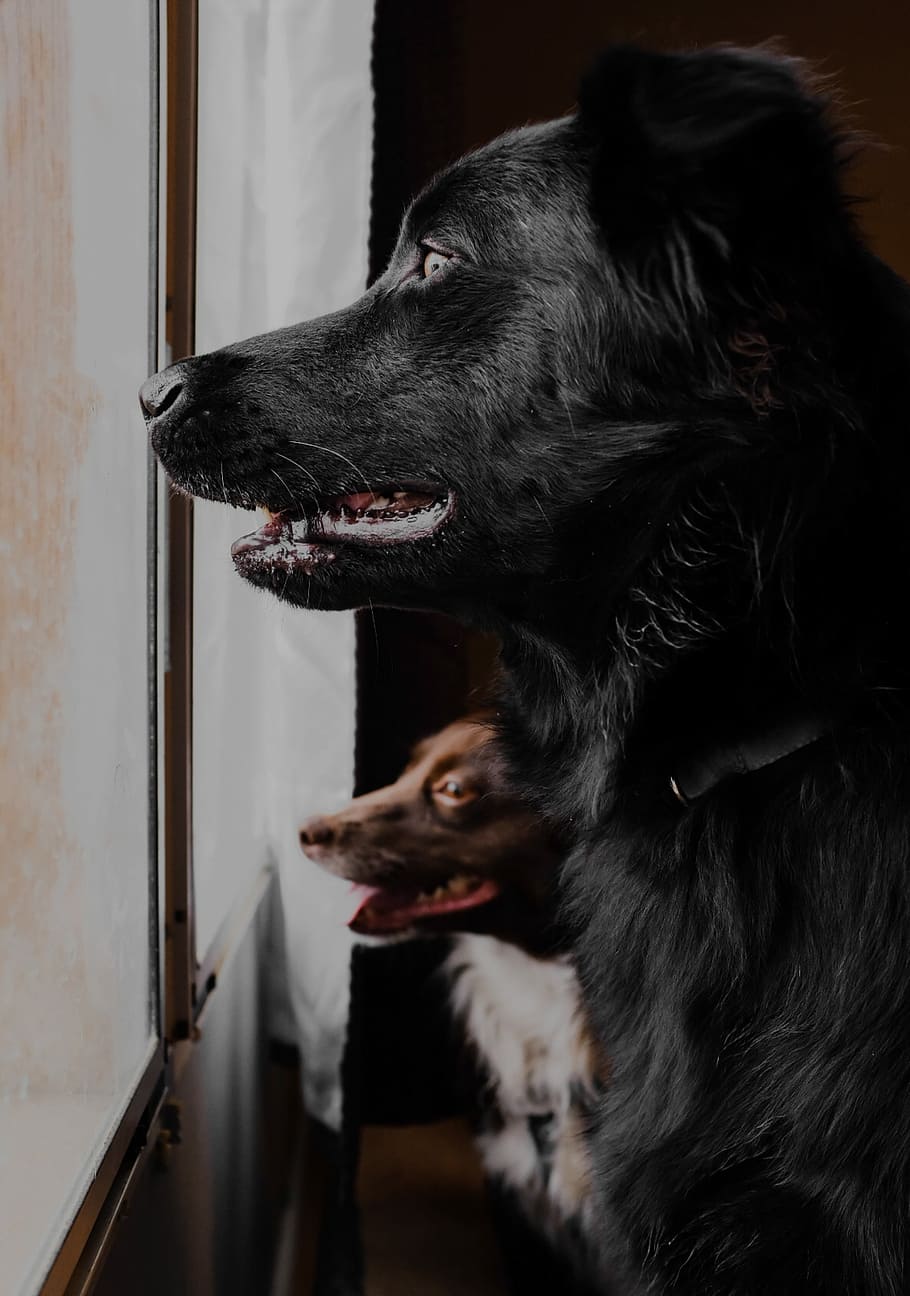 two dogs near glass window, two dogs looking across glass window HD wallpaper