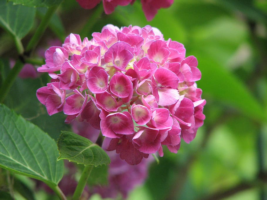 pink hydrangeas blooming during daytime, grow, flower, green HD wallpaper