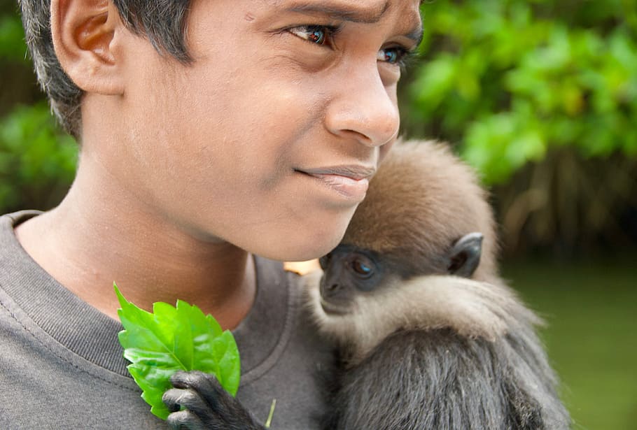 young, nature, cute, monkeys, the animal kingdom, face, son HD wallpaper