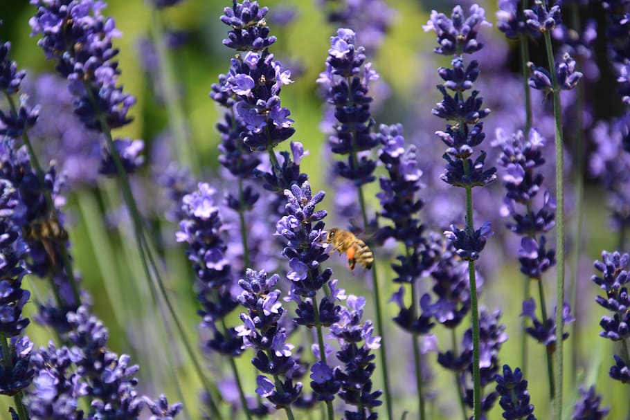 honey bee flying beside lavender flower, saws, summer, flowers HD wallpaper