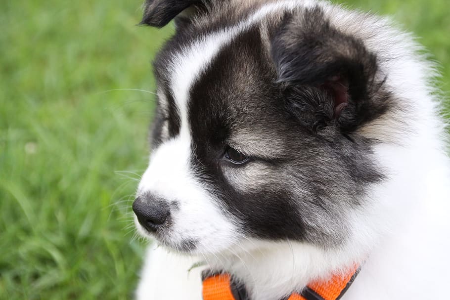 Elo, Dog, chebo, domestic animals, animal themes, pets, one animal HD wallpaper