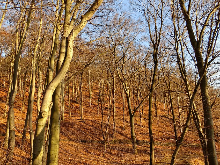 forest, trees, autumn, plant, land, tranquility, nature, no people HD wallpaper