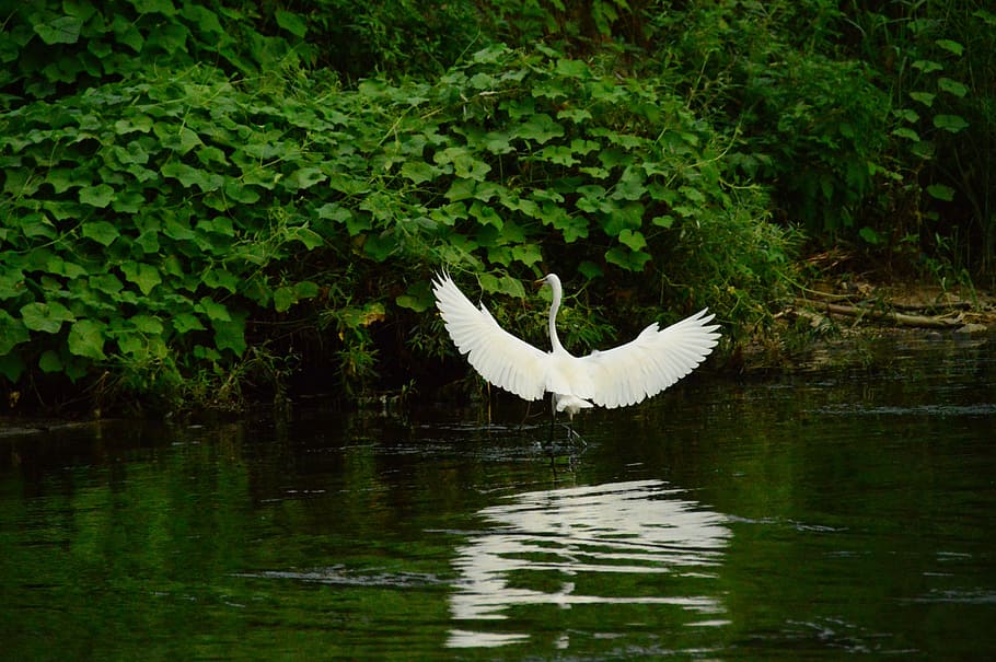 studies, wing, new, nature, birds, animal, stork, migratory birds HD wallpaper