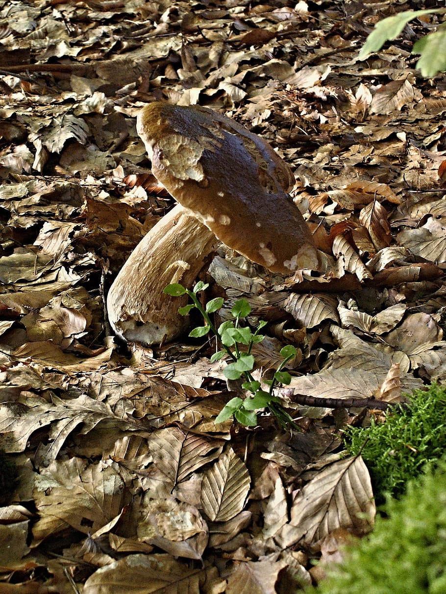 Fungus, Boletus, Oak, Foliage, Beech, brown, autumn, one animal HD wallpaper