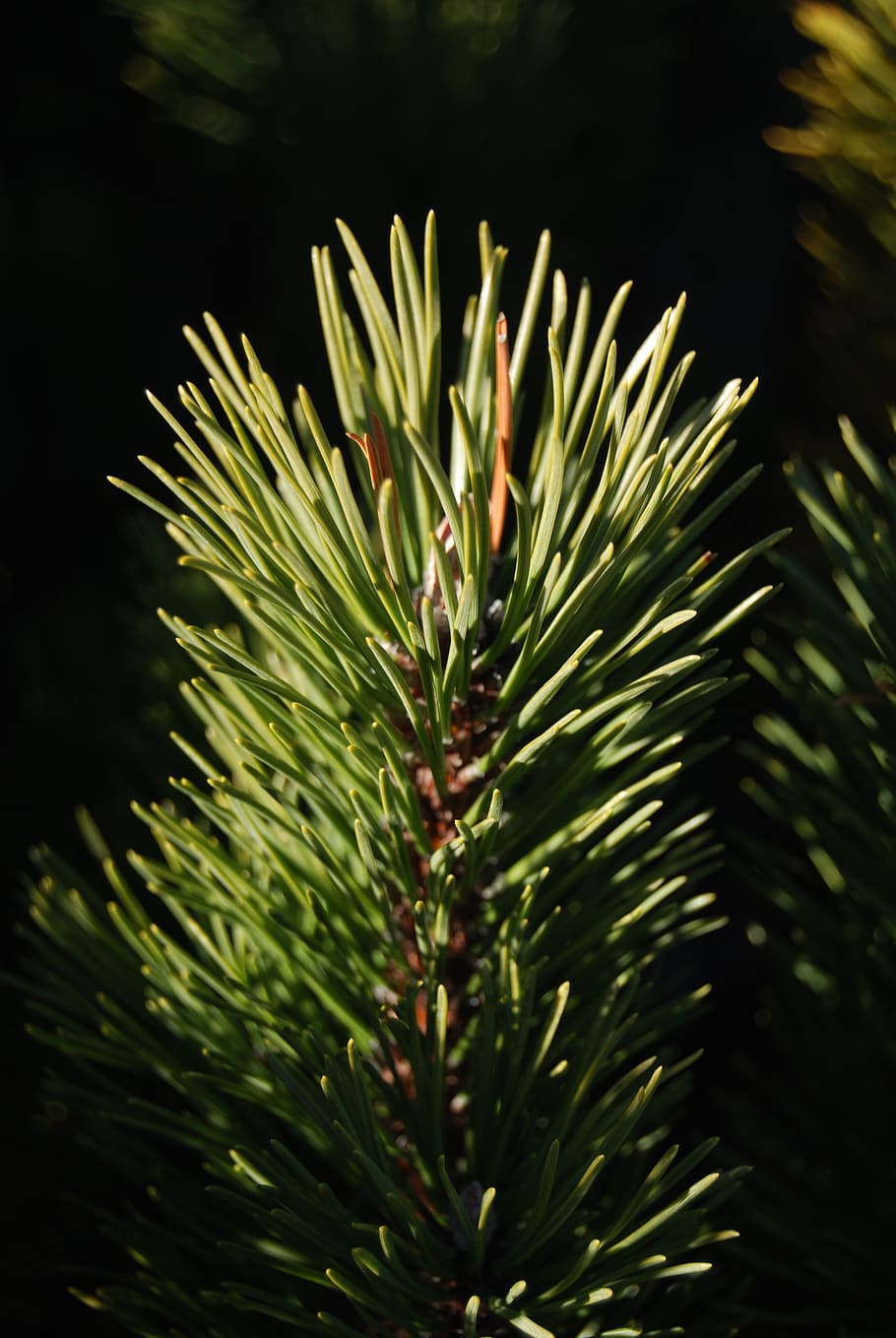 needles, conifer, pine, green color, plant, growth, beauty in nature HD wallpaper