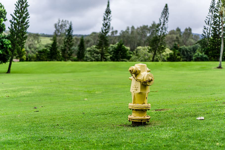 grass, hydrant, fire, green, park, plant, tree, nature, no people HD wallpaper