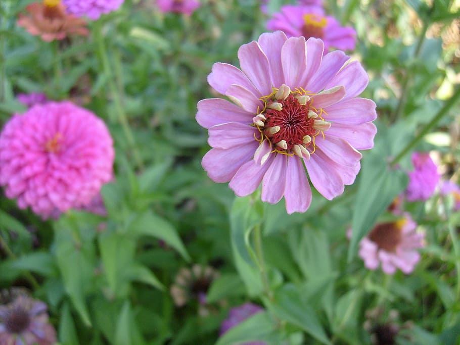 flower, petals, pink, spring, floral, blossom, summer, bloom HD wallpaper