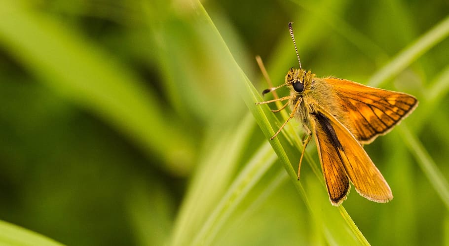 shallow focus photography of brown moth, closed photo of brown moth butterfly on green leaf grass HD wallpaper