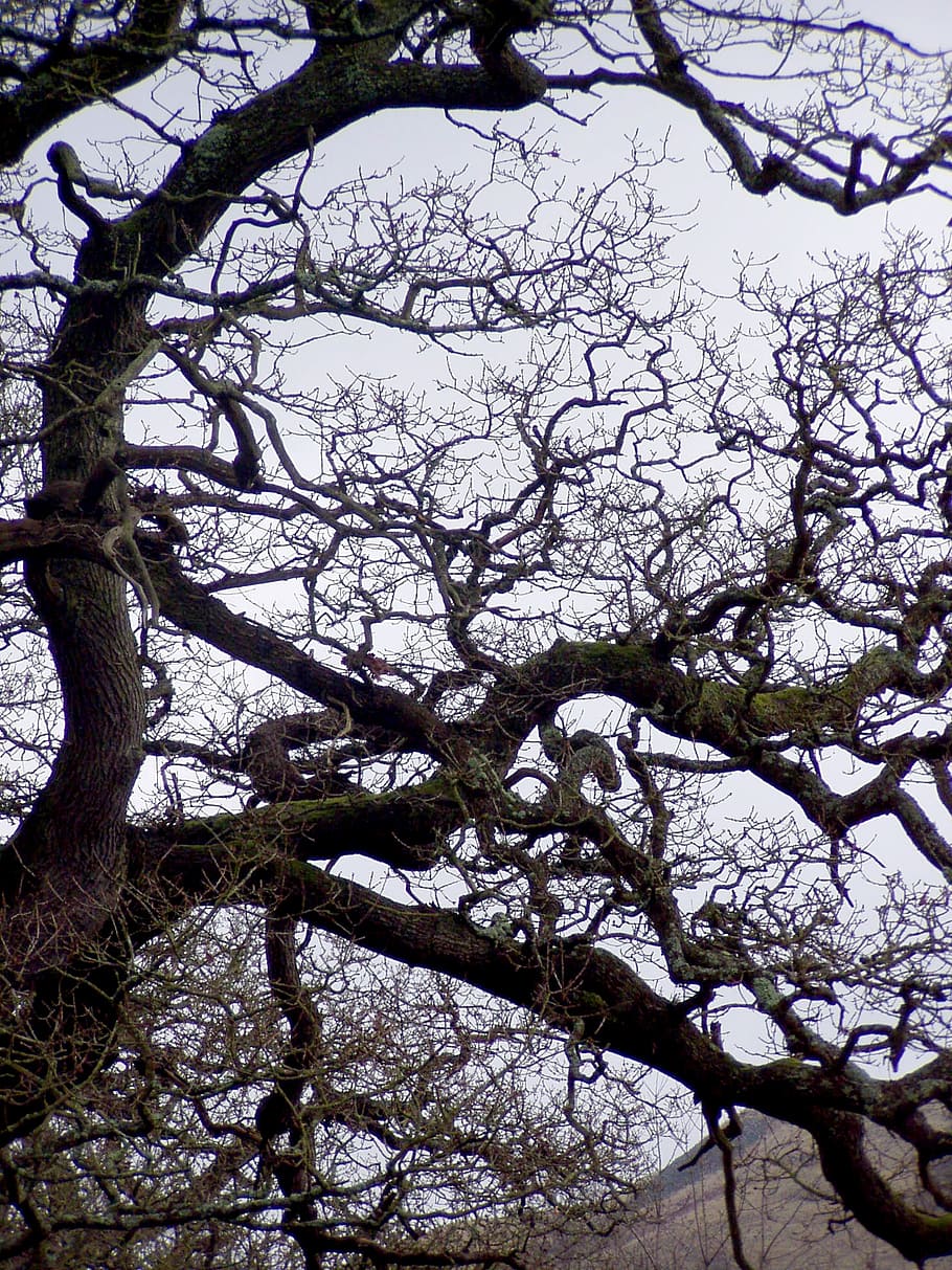 tree, kahl, branches, gnarled, winter, sky, crown, nature, wintry HD wallpaper