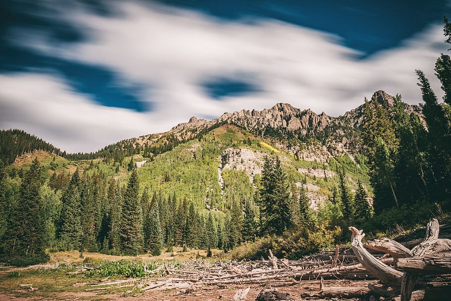 green, trees, plants, forest, grass, woods, mountain, highland HD wallpaper