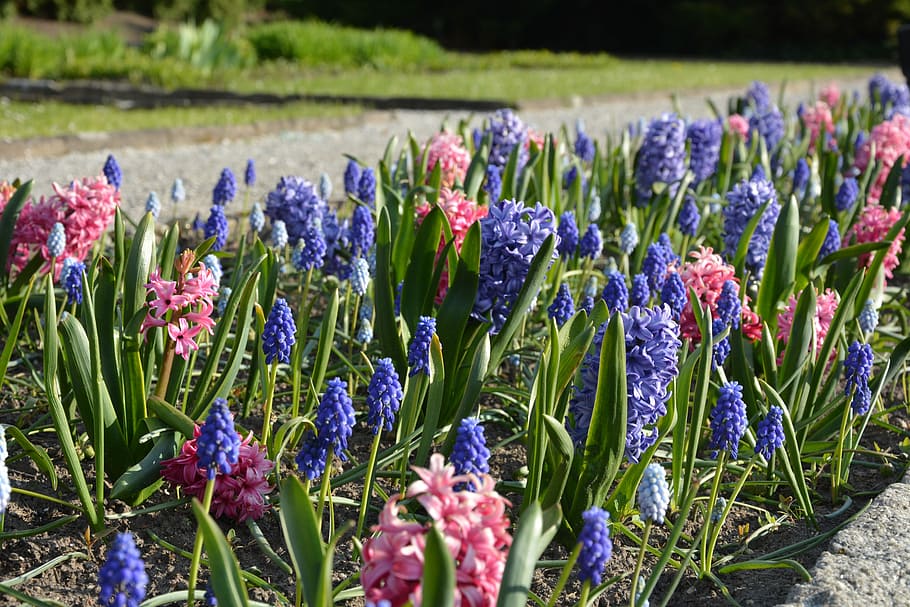 Grape, Hyacinths, Spring, Park, Flowers, grape hyacinths, growth HD wallpaper