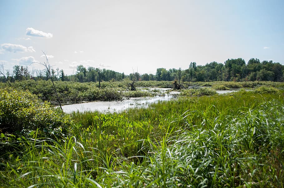 nature, swamp, tree, foam, reeds, marsh, peaceful, plant, water HD wallpaper