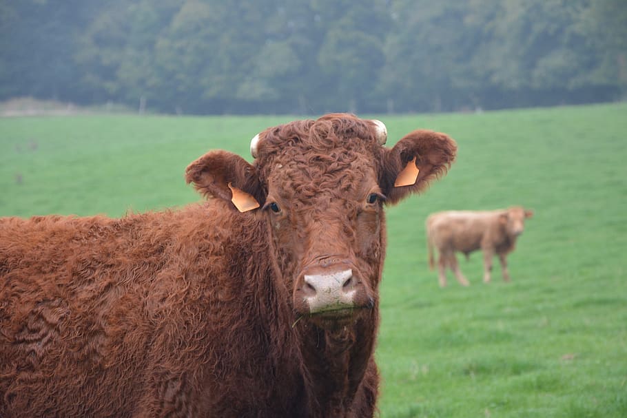 cow, heifer, cattle, ruminant, pre, breeding, color brown white, HD wallpaper