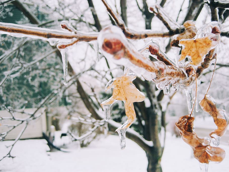 tree, plant, branch, snow, winter, cold, cold temperature, focus on foreground HD wallpaper