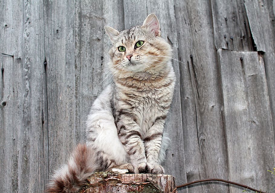 cat on log, cats, pet, gray cat, fluffy cat, domestic cat, wood - material HD wallpaper
