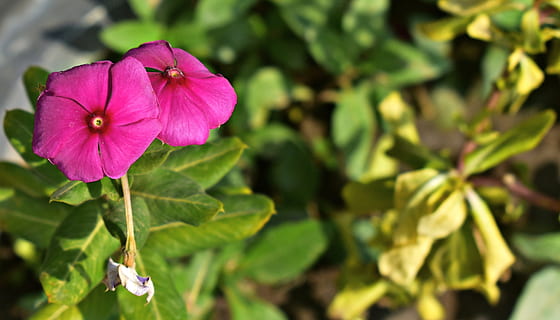 Sadabahar, periwinkle or vinca rosea is an evergreen shrub and medicinal  plant Stock Photo - Alamy