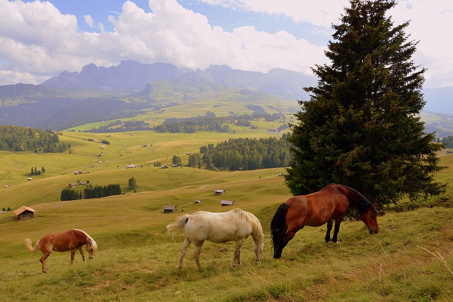 horse, tree, prato, dolomites, mountain, mammal, domestic animals HD wallpaper