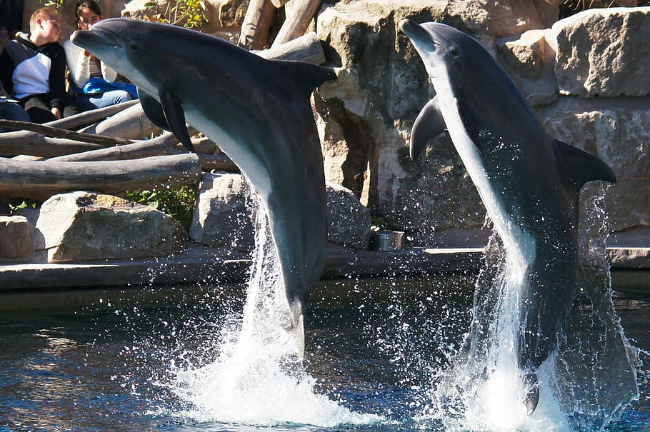 Dolphins, Animals, Nature, spraying, water, day, outdoors, no people HD wallpaper
