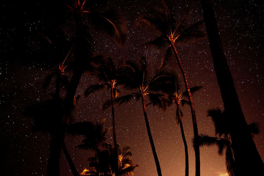 low angle photography of coconut tree, low angle photo of coconut trees during golden hour HD wallpaper