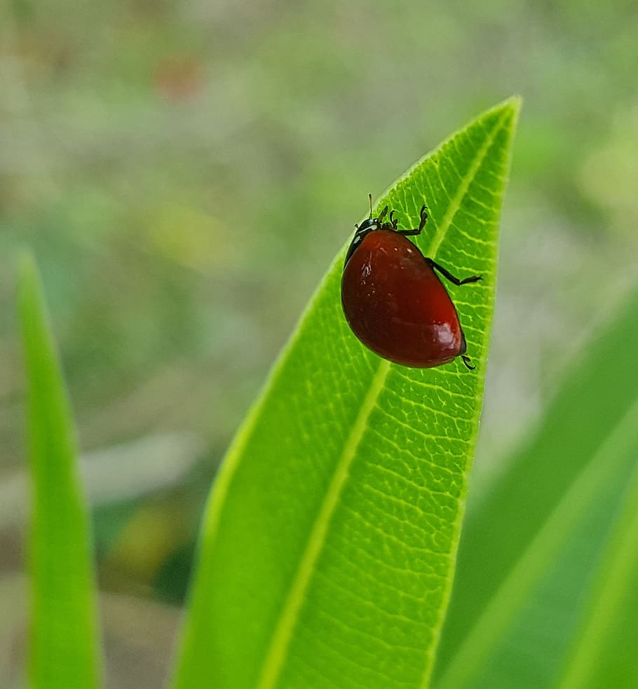 polished lady beetle, ladybug, insect, flying insect, oleander leaf HD wallpaper
