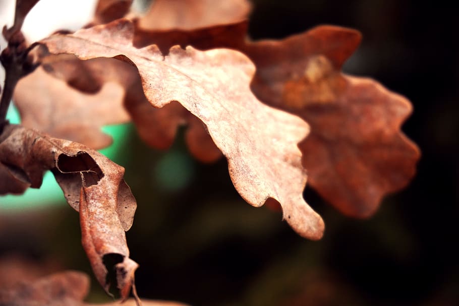 dry, environment, leaf, tree, plant, nature, outdoor, plant part HD wallpaper