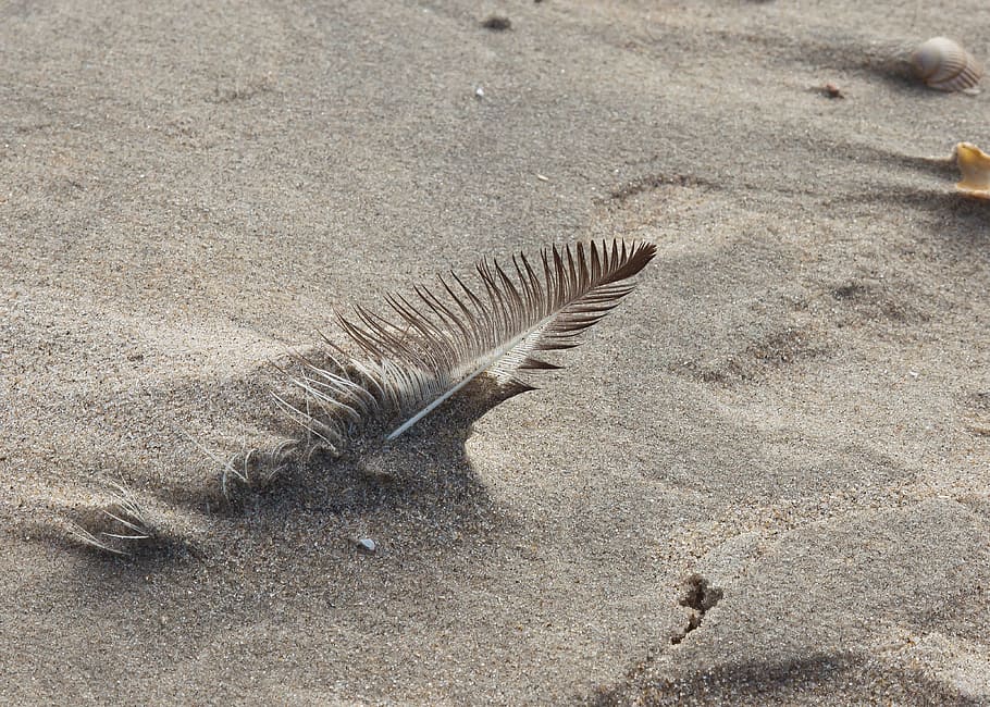 feather, sand, wind, vergänlich, rest, loneliness, beach, nature