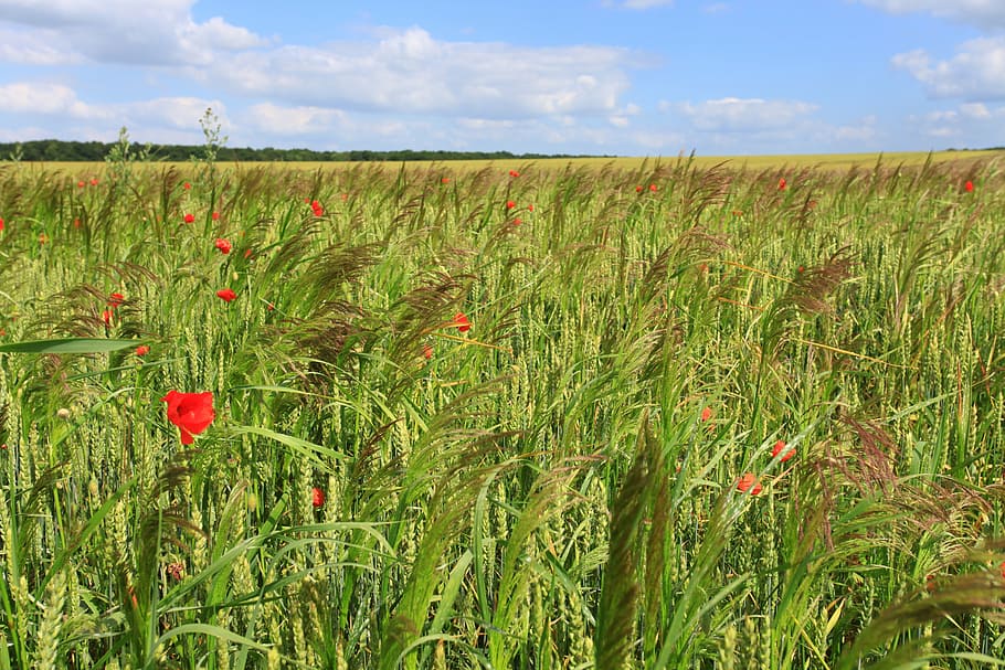 wheat, fields, poppy, cornfield, nature, agriculture, rural Scene HD wallpaper