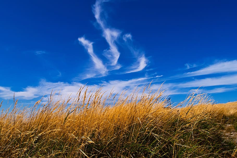 grass, sky, landscape, meadow, polyana, field, summer, cloud - sky HD wallpaper