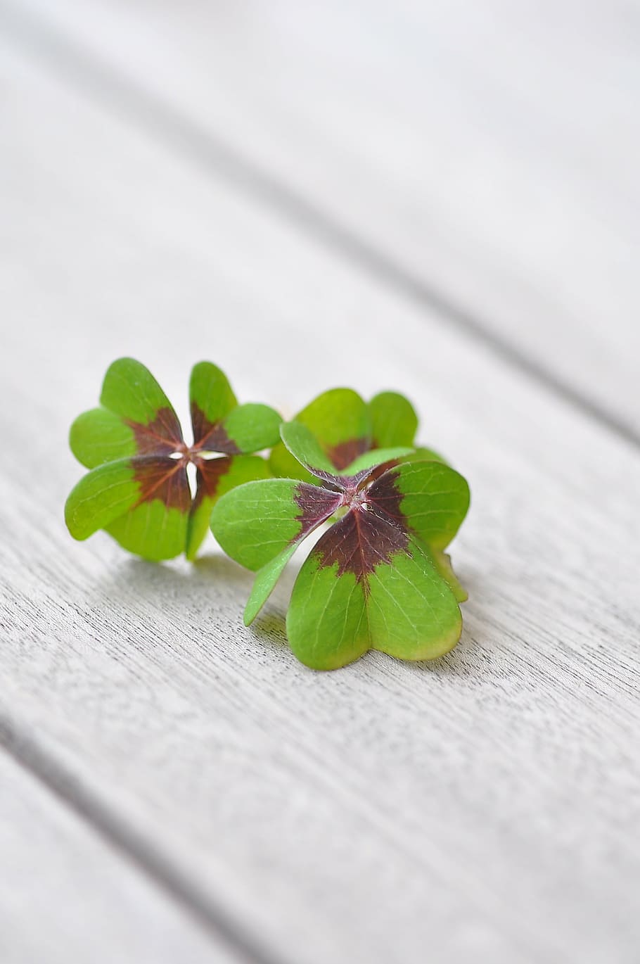 green and brown four clover leaves, lucky clover, klee, four leaf clover