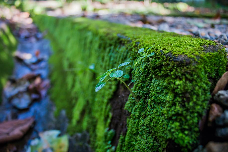 HD wallpaper: moss, step, stone, green, nature, old, travel, garden ...