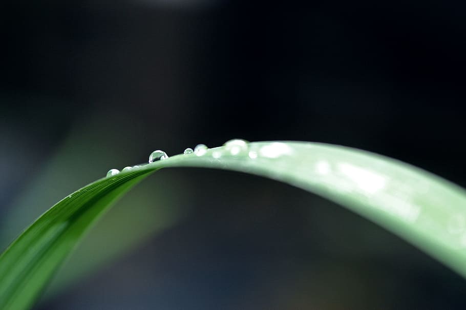 Close-up of Water Drop on Leaf, blur, dew, droplets, drops, garden, HD wallpaper