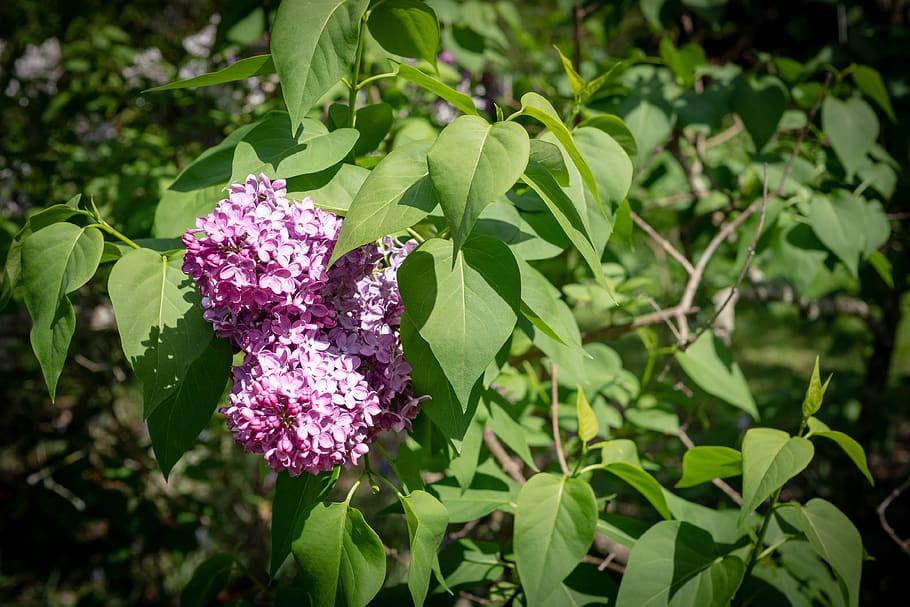 lilac, flower, spring, garden, plant, flowering plant, growth HD wallpaper