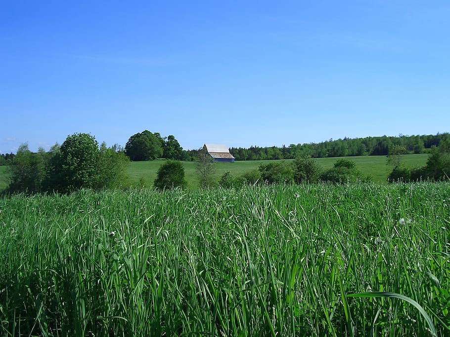 landscape photography of green grass field, pasture, canada HD wallpaper