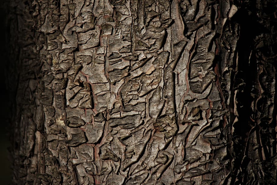 brown tree trunk, Bark, Texture, Wood, no people, textured HD wallpaper