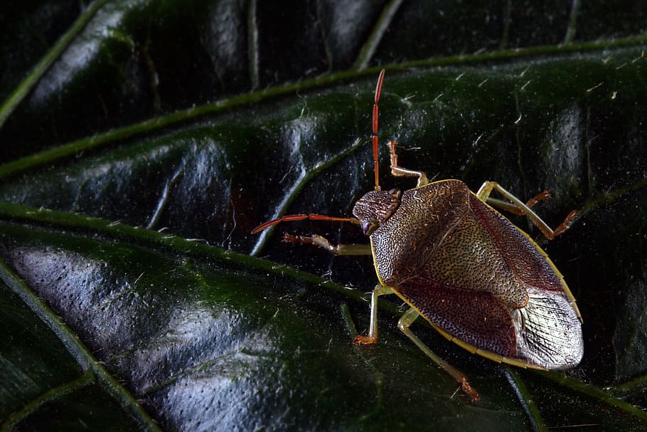 insect, bug, shield, nature, flower, one animal, no people HD wallpaper